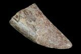 Robust, Tyrannosaurus Rex Tooth - South Dakota #93149-1
